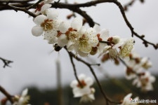 [경남/양산 여행] 원동 순매원 매화축제/ 양산에서 순매원 대중교통 이용방법