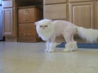 장화신은 고양이