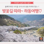[어디갈까] 십리벚꽃길 따라 즐기는 경남 하동여행!