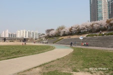 [꽃놀이] 서울 안양천 벚꽃놀이♡가족 나들이 