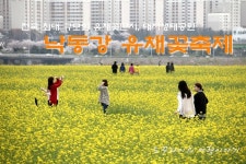 [부산여행] 부산 대저생태공원 - 부산 낙동강 유채꽃축제 / 개화 상태 / 부산 가볼만한곳