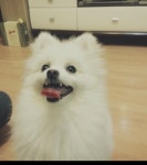 오케이독부천점에서 입양받은 포메라니안~