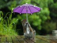 우산 쓴 다람쥐
