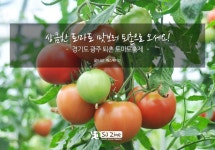 상큼한 토마토 맛보러 퇴촌으로 오세요!