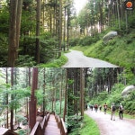 [어디갈까] 피톤치드 가득~! 편백나무숲으로 떠나는 건강여행~!