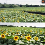 [어디갈까] 지금 제주도는 해바라기가 절정~! 제주 김경숙해바라기