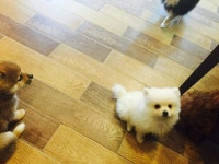 복실복실 강아지