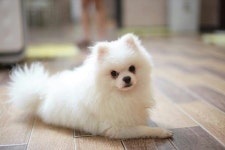 복실복실 강아지