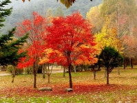 ♠ 단풍나무 독서 --- 김경숙