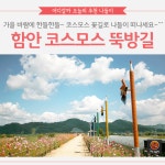 [어디갈까] 코스모스 산들산들~ 함안 뚝방길