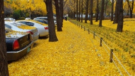 골드로드 (Gold Road)