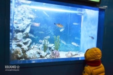 [아이와 가볼 만한 곳] 강원 고성, 화진포 해양박물관 + 울산바위