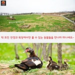 [어디갈까 추천나들이] 동물들과 신나게 뛰어노는 아그로랜드 태신목장~!