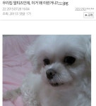 어깨깡패 말티즈