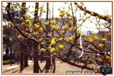  *※ 산수유 꽃봉오리! ※*