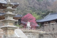 구례화엄사 홍매화