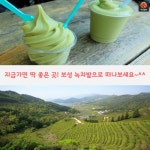 [어디갈까 추천나들이] 지금가야할 곳! 보성 대한다원