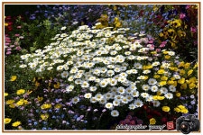 .*♥* 시청 앞 화단에서~ *♥*.