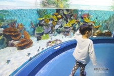 [아이와 가볼 만한 곳] 강릉 경포아쿠아리움 석호생태관