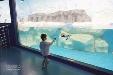 [아이와 가볼 만한 곳] 강릉 경포아쿠아리움 석호생태관