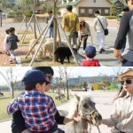 [어디갈까 가족 추천나들이] 지금 가면 딱~! 안성 팜랜드~!