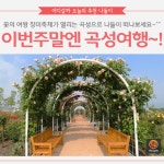 [어디갈까 가족 추천나들이] 지금 가야할 곳! 곡성세계장미축제~!