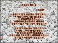 ● 詩 도종환/ 흔들리며 피는 꽃