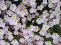 꽃내음 내맘을 설레게하네요