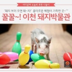 [어디갈까 가족 추천나들이] 꿀꿀!! 이천 돼지박물관~!