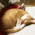 고양이 보모