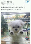 동물병원에 앉아있는 강아지