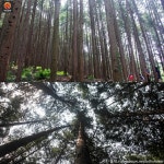 [어디갈까 추천나들이] 편백 나무숲! 완주 공기마을~!