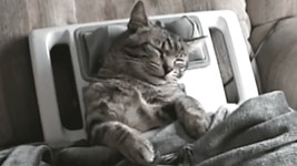안마받는 개냥이