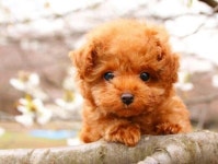 꽃 냄새 맡는 강아지