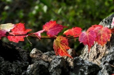 가을에 쓰는 시