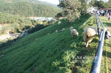 대구근교나들이 칠곡양떼목장 탁 트이네