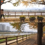 [어디갈까 추천나들이] 아산 곡교천 은행나무길~!