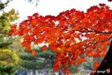 고운 단풍 빛 11월