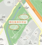 서울 가볼만한곳/서울여행코스 메타세쿼이아길(양재시민의숲)