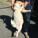 산책나와서 신난 시바견ㅋㅋㅋ ㅋㅋㅋㅋ
