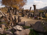 명인안동소주만들기와 안동하회마을나들이