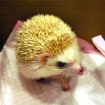 기니피그 방광염.기관지염으로 치료-에코 동물병원에서