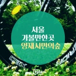 서울가볼만한곳 양재천,양재시민의 숲[메타세쿼이아길]