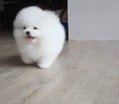 굴러다니는 솜뭉치