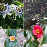 2월여행지추천 동백꽃 가득한 동백섬 추천