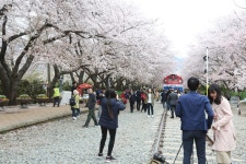 봄의 왈츠! 진해 경화역~