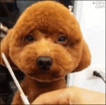 멍멍이 이발