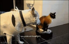 멍멍이를 놀려주는 냥이