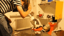 하이파이브 하는 냥이