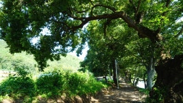 전남 관광명소 화순 가을여행코스 화순동복연둔리숲정이-사진찍기 좋은곳 뮤직비디오. CF, 드라마 촬영지로 추천